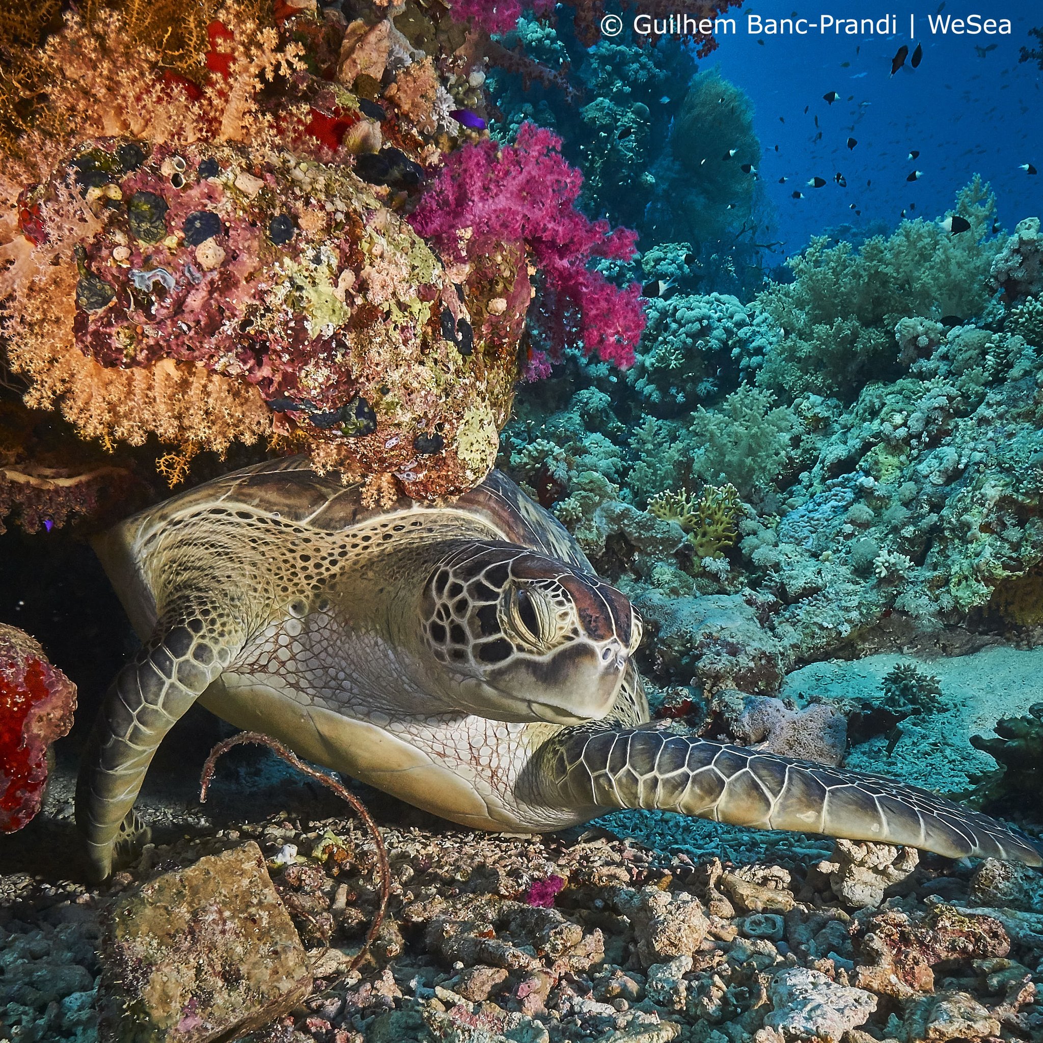 Wesea Today Is World Turtle Day And For Wesea There Is No Better Way To Shellebrate This Day Than With A Sea Turtle We Sure Do Love These Utterly Amazing