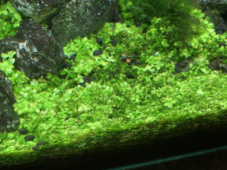 水草メインのアクアリストが語る前景草おすすめ一覧 水草育成図鑑 葉きつねブログ