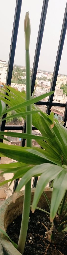 Amaryllis buds ready to flowering.
manjulacookingblogs.blogspot.com/2020/06/chicke…
#gardening 
#Flowers 
#amaryllis
#HealthyLiving 
#foodblogget