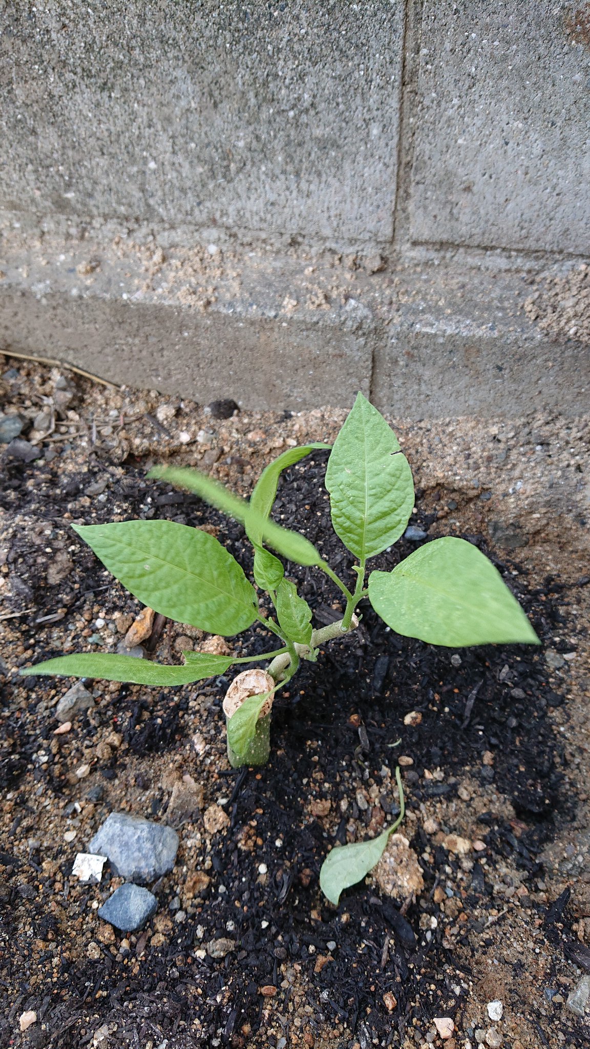 深麗 自分に正直でいなければ 自分のキレイな魂に キズがつくから いつも 胸を張っていこう 今年もエンゼルトランペットに チャレンジ 電話占い鑑定 深麗 霊感 オリジナルタロット 心読み T Co We2worgfpo Twitter