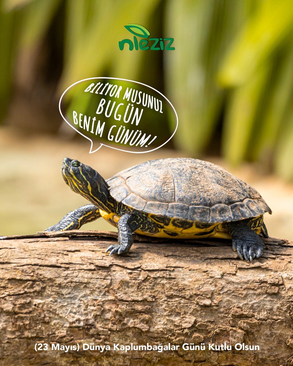 Biliyor musun bugün benim günüm!🐢
.
.
Kaplumbağa türlerinin yaklaşık yarısı kirlilik, kaplumbağa avcılığı gibi insan faaliyetleri, yaşam alanlarının talanı sebebiyle yok olma tehlikesiyle karşı karşıya. Yaşam alanlarını korumalıyız!
#DünyaKaplumbağaGünü