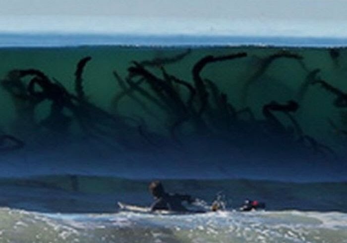 2m이상 자라는 거대한 미역줄기 사진