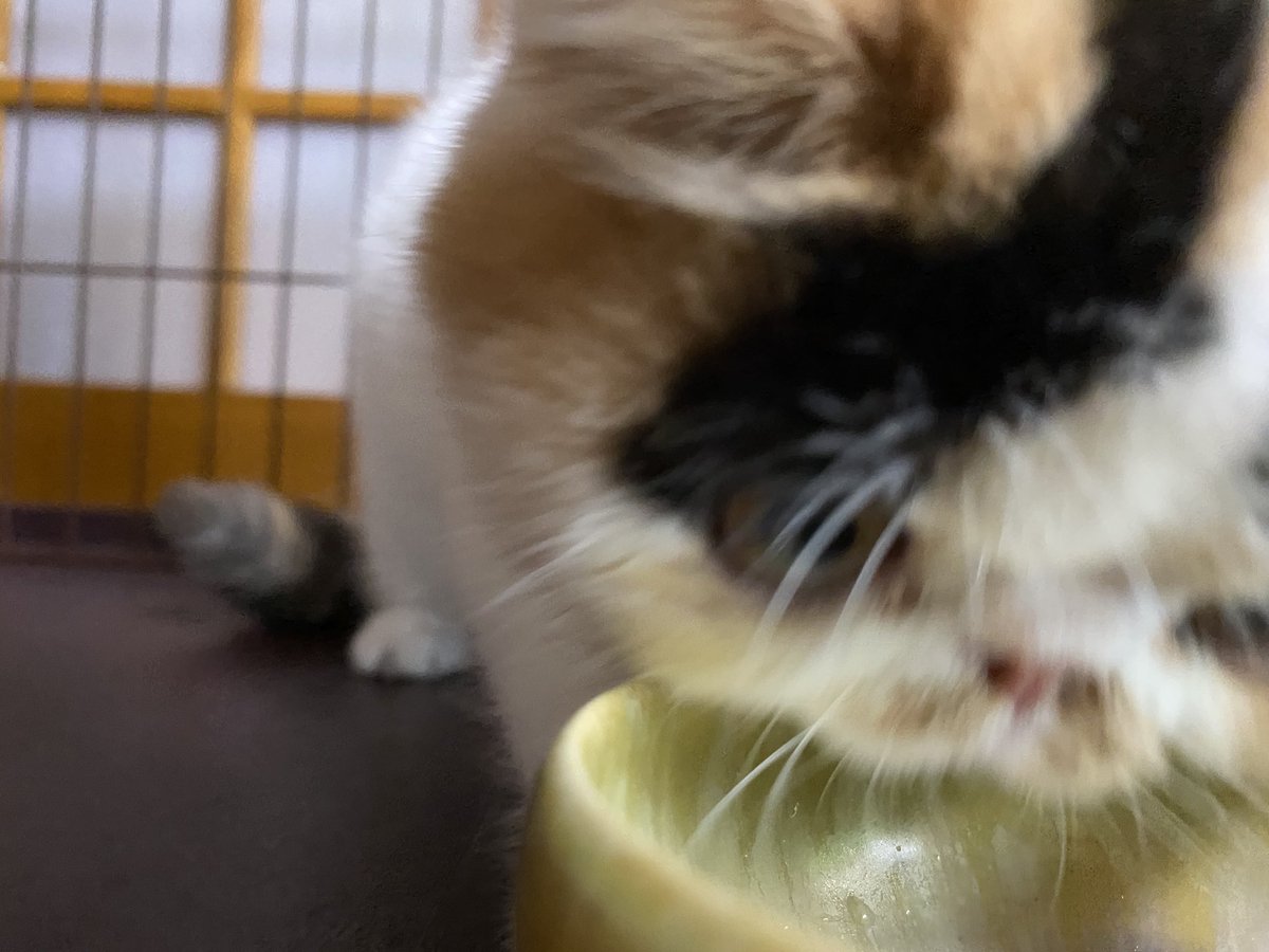 bashiba4's tweet photo. 本日から我が家に迎えたエキゾチックのムウです。よろしくお願いします。 https://t.co/fT5Jn4BRZu