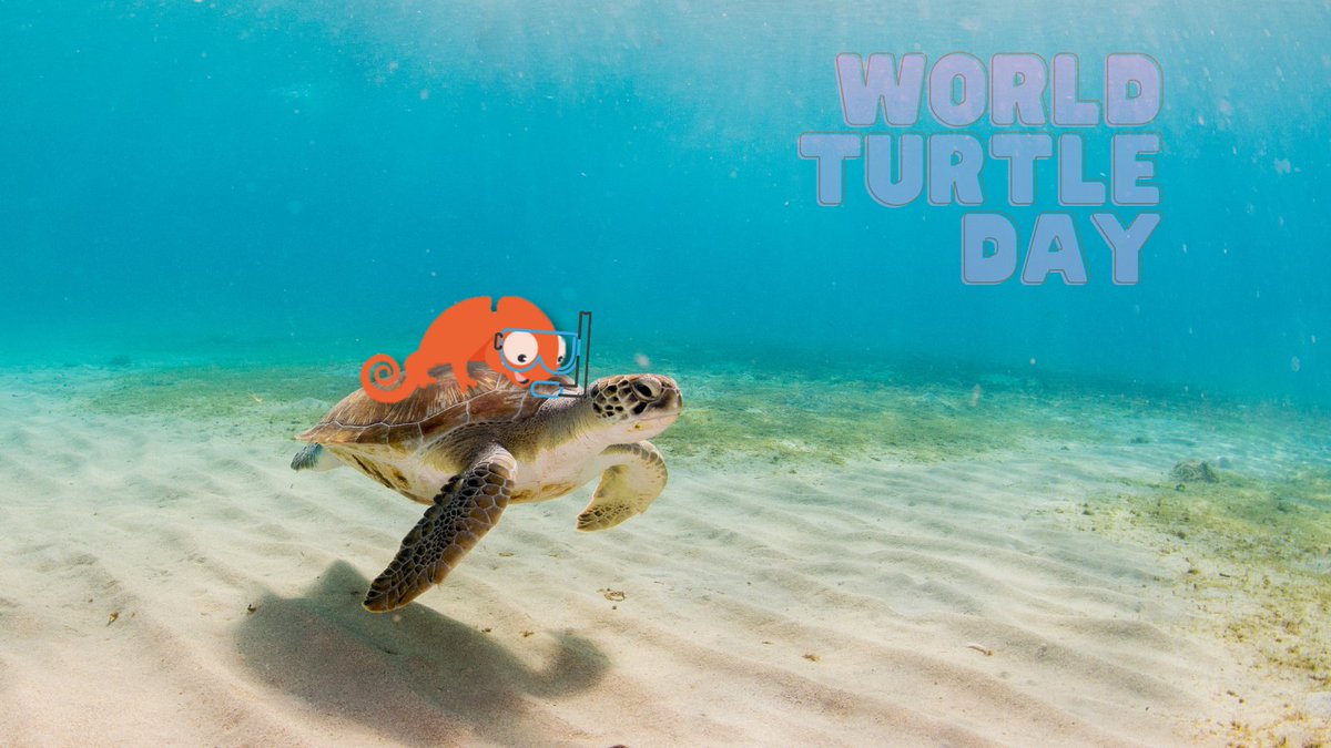 Imonggo's tweet image. Just keep swimming! Happy #WorldTurtleDay from Imo!