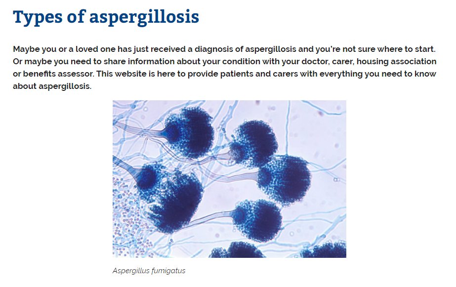 MFT_NAC's tweet photo. Do you want to know more about:

⚠Chronic Pulmonary Aspergillosis (CPA)
⚠Allergic Broncho-Pulmonary Aspergillosis (ABPA)
⚠Invasive Aspergillosis

Our patient &amp; carer website has a wealth of information on the types of aspergillosis and more. 

👇
https://t.co/jKK98HZk5H https://t.co/1yZcGMufbK
