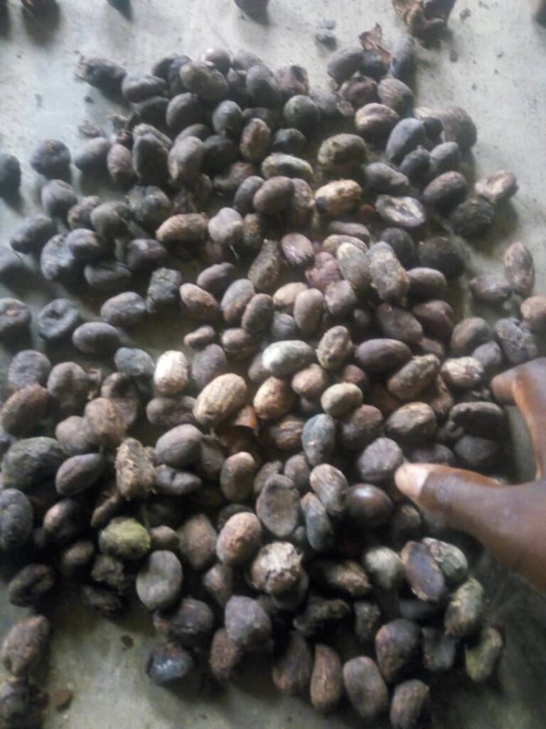 SheaPurer's tweet photo. Have you seen Shea Nuts before?
Do you know what they look like..
Here's Shea Nuts seed for those who haven't seen it before

#RamirezTaylor 
#sundayvibes 
#SaudiArabia 
#PentecostSunday 
#FrankieFxForexAcademy 
#NigerianIdol 
#NigeriaMourns 
#sheabutter https://t.co/u12YE52IqZ