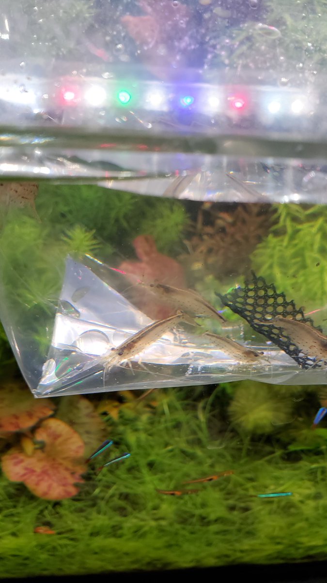 アオミドロ بحث في تويتر