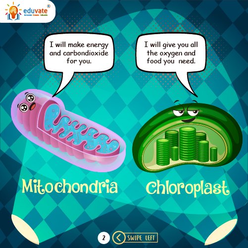 EduvateP's tweet photo. Know the cell Organelles
.
.
#letseduvate #science #sundaylearning #learnwithus #learningplatform #innovate #create #educate https://t.co/rcXtCw0OwF