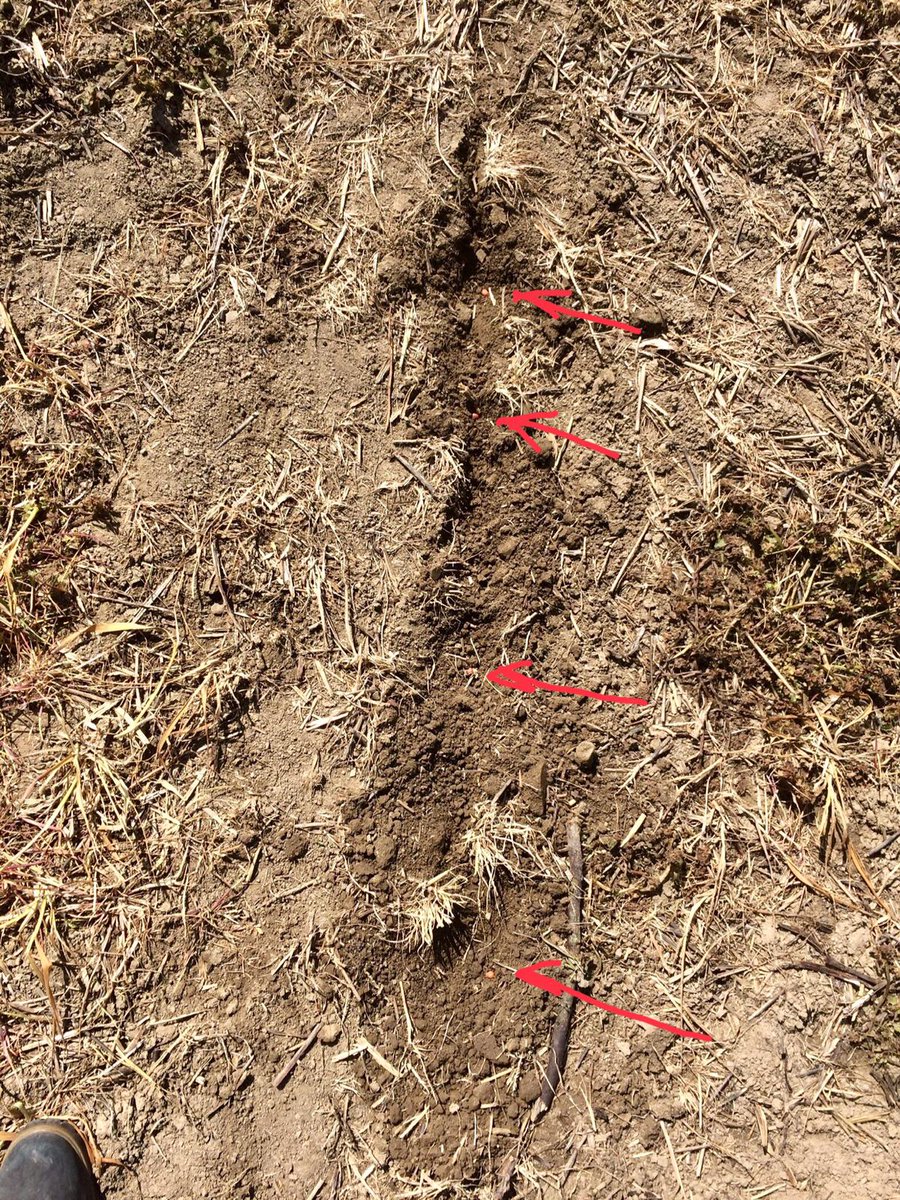 Cedric4Soil's tweet photo. @NovagTForce 
Sunday the 9th of May corn was drilled into sprayed cover crops in Rheinland-Pfalz, Germany. 
Take a look at the pictures of the #TForcePlus 450CT and the singulation.
Also you can see the germination of corn on the 20th of May. 
#notill #GainingGround https://t.co/9cDs4197m7
