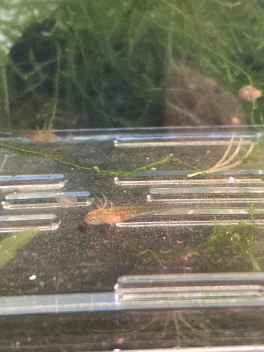 杜のメダカ 順調に成長している そろそろ1匹づつに分けようかな 共食いだけは避けたい 共食いすると食べた個体はとんでもない 大きさに成長するけど栄養価高いからなのかな イモリ ミナミイボイモリ アメイロイボイモリ T Co 4x7y16utvw
