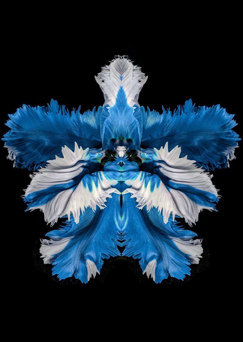 JeffRobbartist's tweet image. This year’s crop of flowers has been amazing ✨ #jeffrobb #Flowers #lenticular print