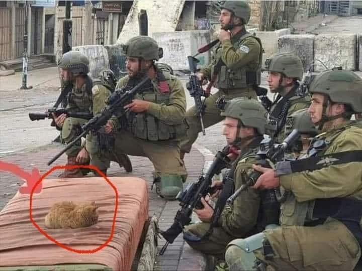 AlaaAlnabali's tweet photo. في #فلسطين لما بدهم يوصفوا واحد جبان كثير بيقولوا ما بِخَوِف بِسَه
والبسه = القطه
الان ادركت المعنى الحقيقي لهذه المقوله عندما رايت جيش البامبرز ما بخوف بسه.
#GazaUnderAttack https://t.co/MzxrFwijHg