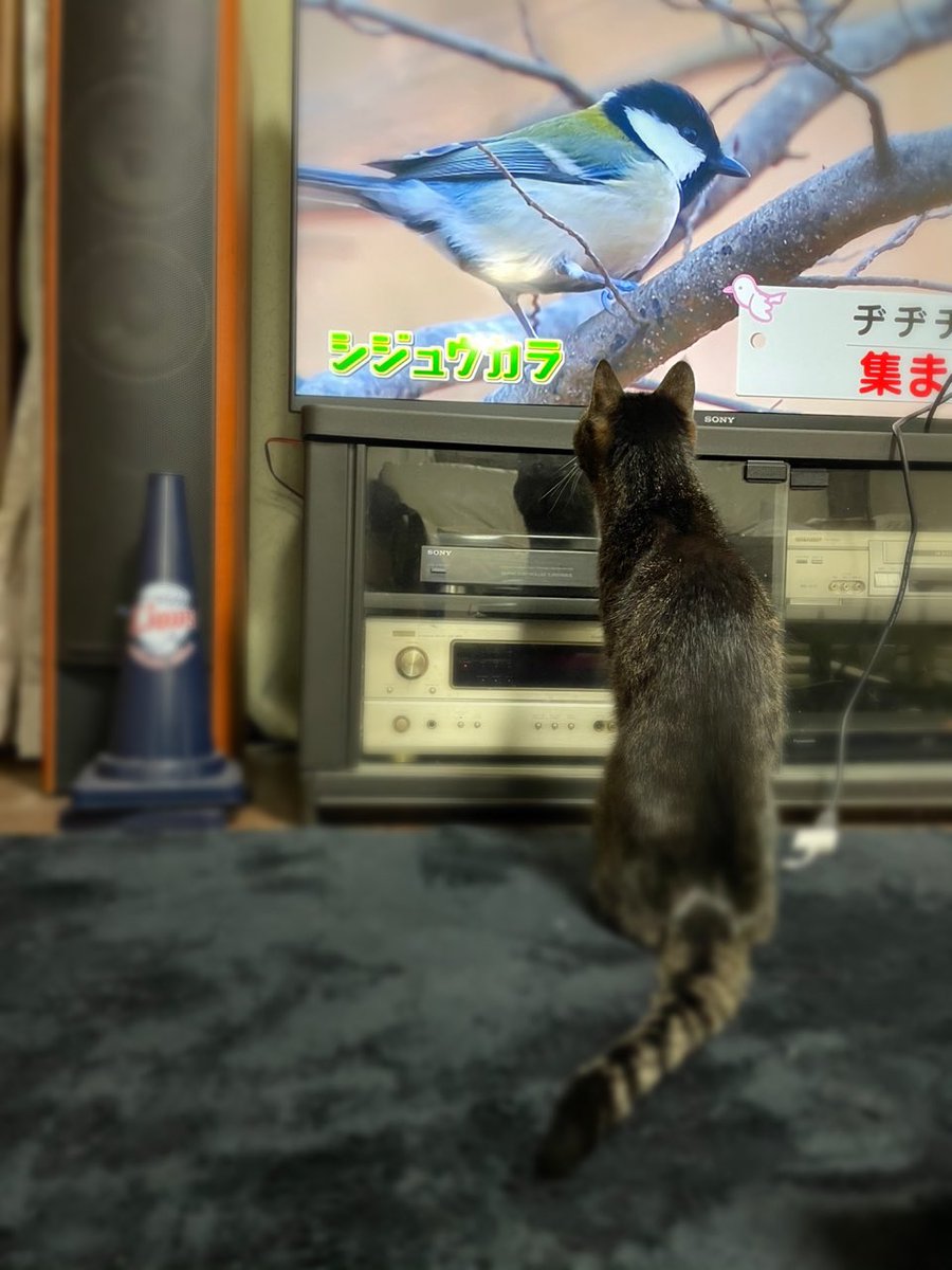 ダーウィンが来た 鳥語特集で各家庭の鳥さん達は怯え猫さん達は大興奮 Togetter