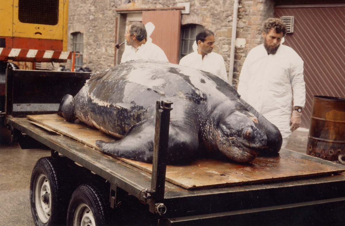 Museum_Cardiff's tweet photo. THREAD

Did you know that our leatherback turtle is the largest discovered in the world?

Find out more about the turtle who died on a beach in Harlech in 1988. It weighed over 900kg and was close to 3m in length!

@WorldTurtleDay #WorldTurtleDay2021 #Shellebrate
1/5 https://t.co/I48laRHuVX