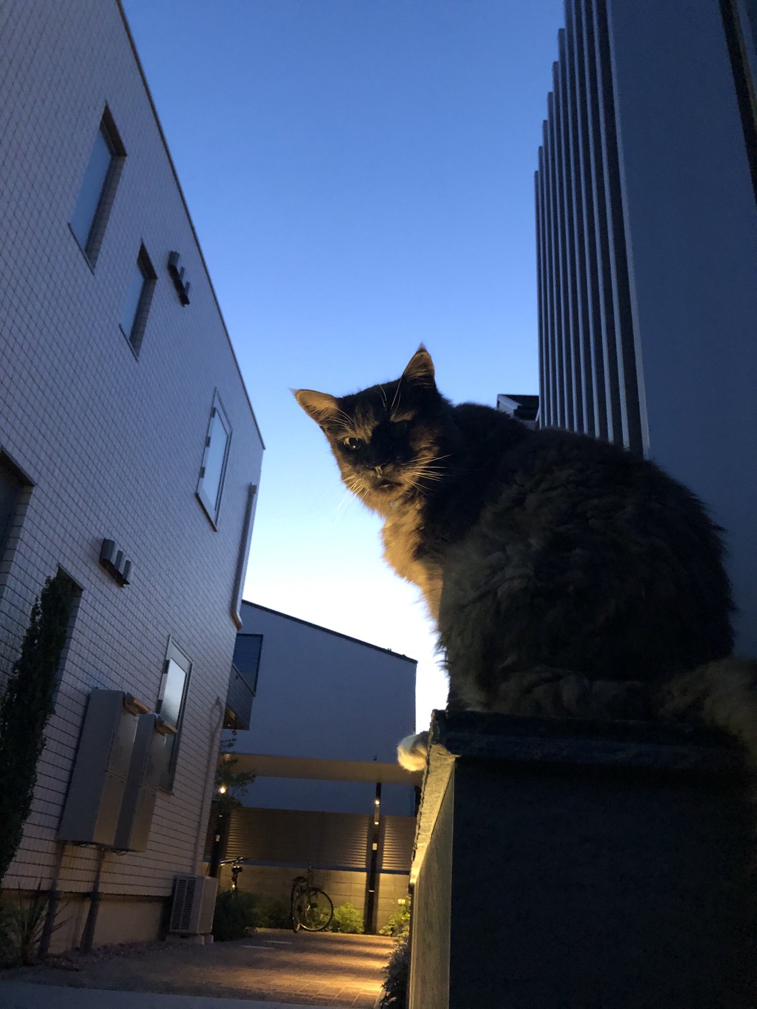 ট ইট র 中川いさみ 向かいの家の猫 かっこいい T Co 72nmd3ehgv ট ইট র