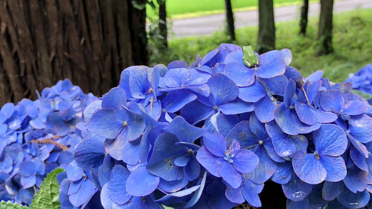 紫陽花の名所 紫陽花の名所