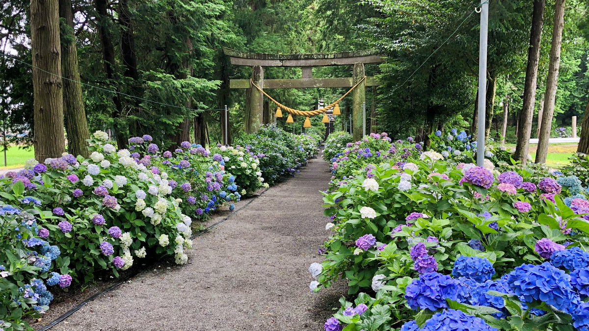 紫陽花の名所 紫陽花の名所