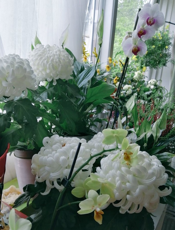 SanjeePerera1's tweet photo. The last of my #Chrysanthemums, cherished by Chinese scholars as the ‘Hermit of All Flowers’, are in flower, giving a my living room the air of a Chinese imperial garden. 

#SmallJoys #GardeningTwitter #IndoorPlants #GardensHour #GardnersWorld #Asteroideae
https://t.co/dWi92c4scg https://t.co/muwCLkxHPi