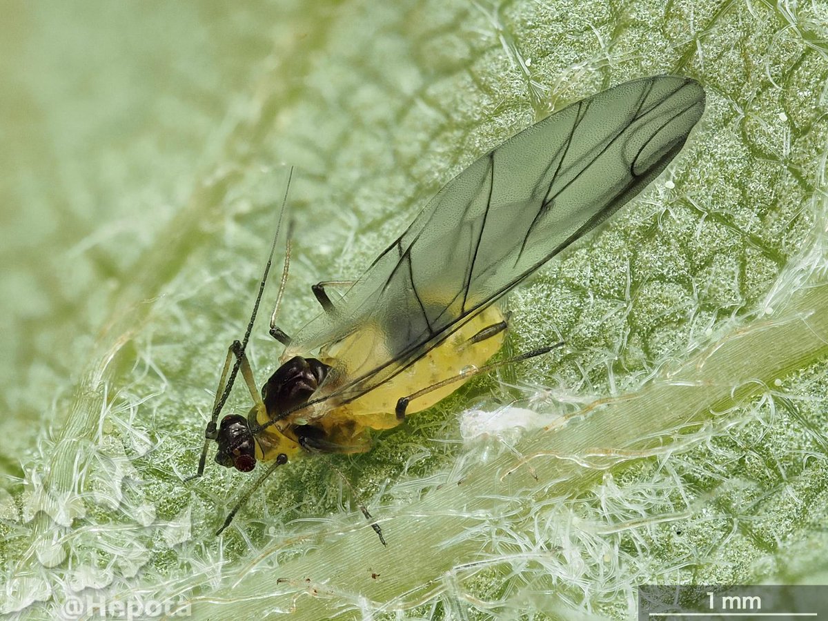 Konajirami Ya 有翅虫が出てました 日本原色アブラムシ図鑑 の有翅虫の写真と良く似ており ホストも一致するのでイチゴハトゲアブラムシで良さそうです 別名イチゴハマツムラアブラムシ 二次寄主はキイチゴ類