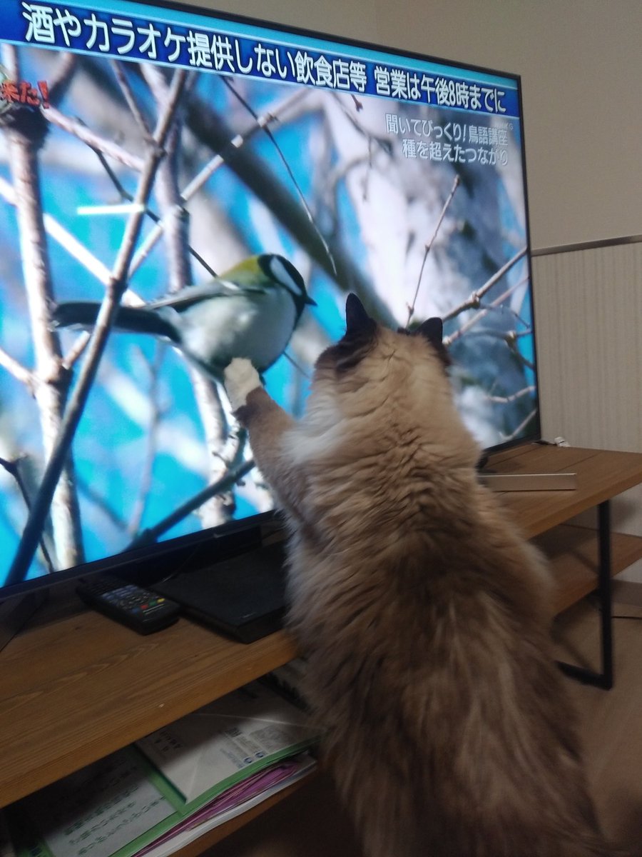ダーウィンが来た 鳥語特集で各家庭の鳥さん達は怯え猫さん達は大興奮 Togetter