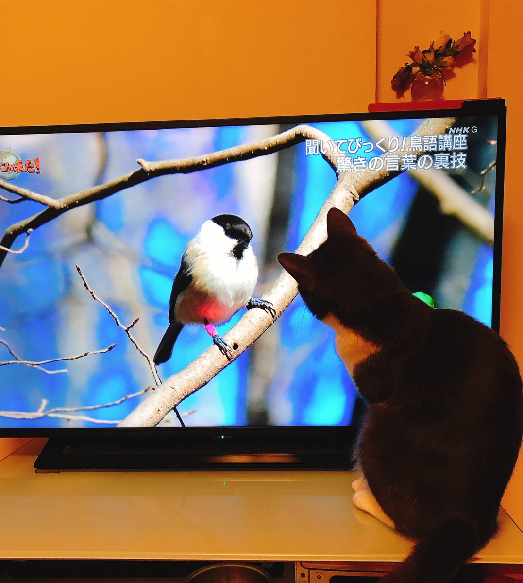 ダーウィンが来た 鳥語特集で各家庭の鳥さん達は怯え猫さん達は大興奮 Togetter