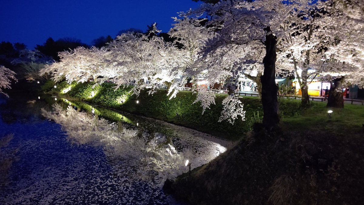 ひなぴー こんばんは ドラクエウォーク お土産 探しの旅 東北フリーツアー 青森県編13 弘前公園 で夜桜見物 ライトアップ された桜並木 とても綺麗 花筏 も綺麗でした また来年も見に行きたい 素敵な風景 に感動です
