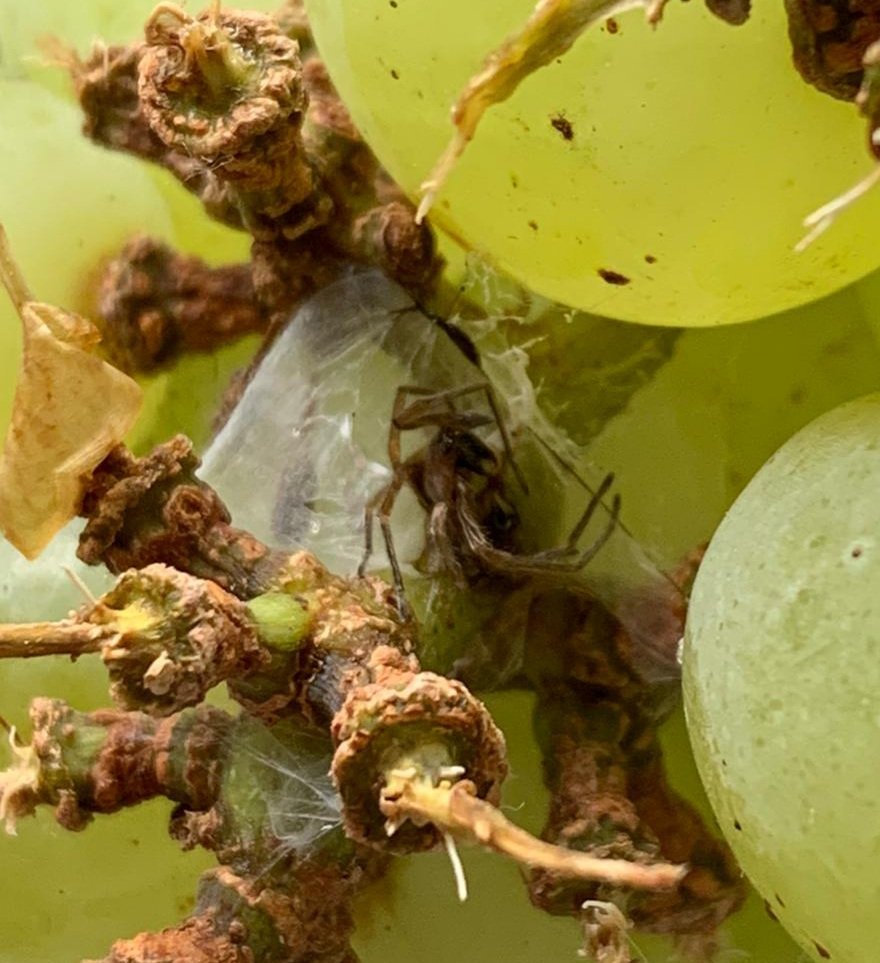 maxwell_kidd's tweet photo. @AldiUK purchased these grapes yesterday for my daughter,  got something a little extra in them , dead spider. https://t.co/pOtntp1jKe