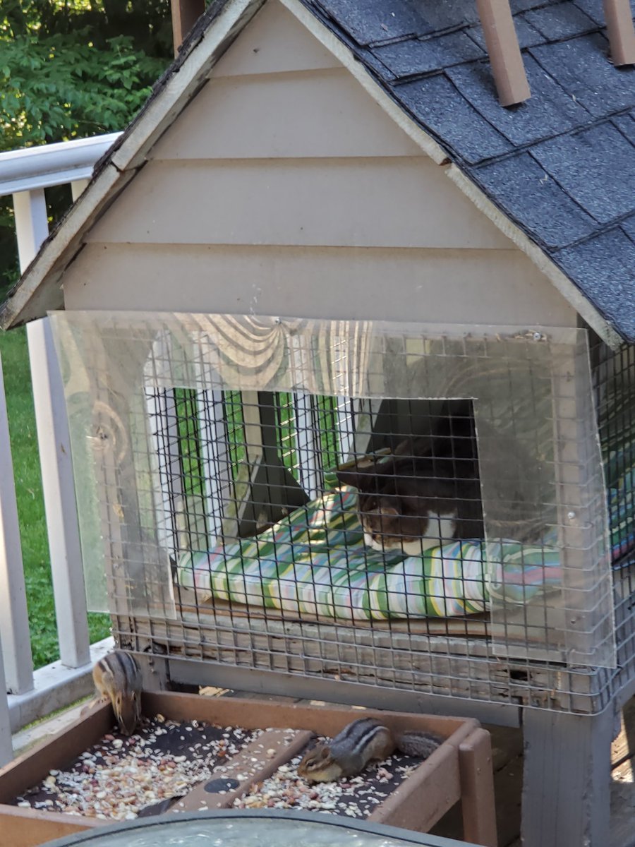 CatWombat's tweet photo. Sunday Morning in My Kitty House
#CatsOfTwitter @PopuIarCats
#Chippys #Chipmunks https://t.co/ARM3Y0p2ny