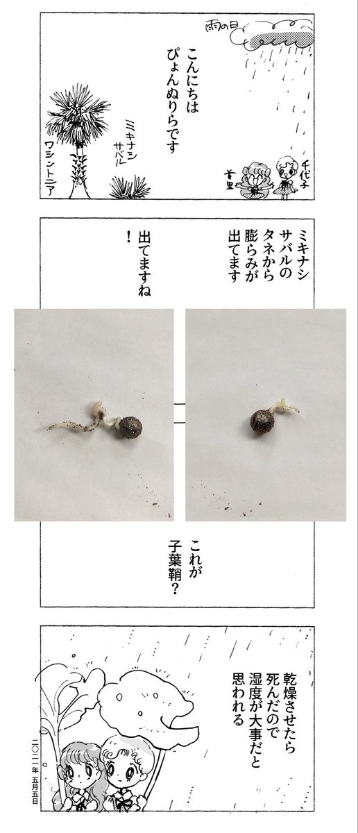ぴょんぬりダイアリー 