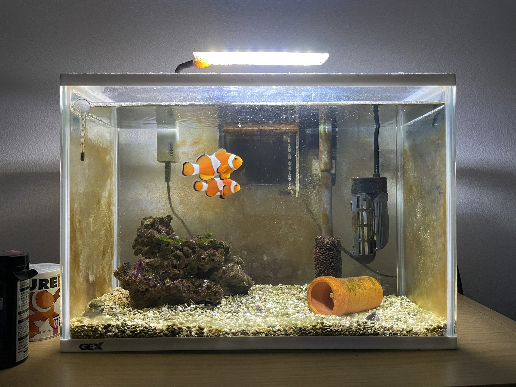 Shogo そろそろもう少し大きい水槽で飼育したいとこだけど 来月までの辛抱だな カクレクマノミ アクアリウム マリンアクアリウム T Co A3era51hpl Twitter