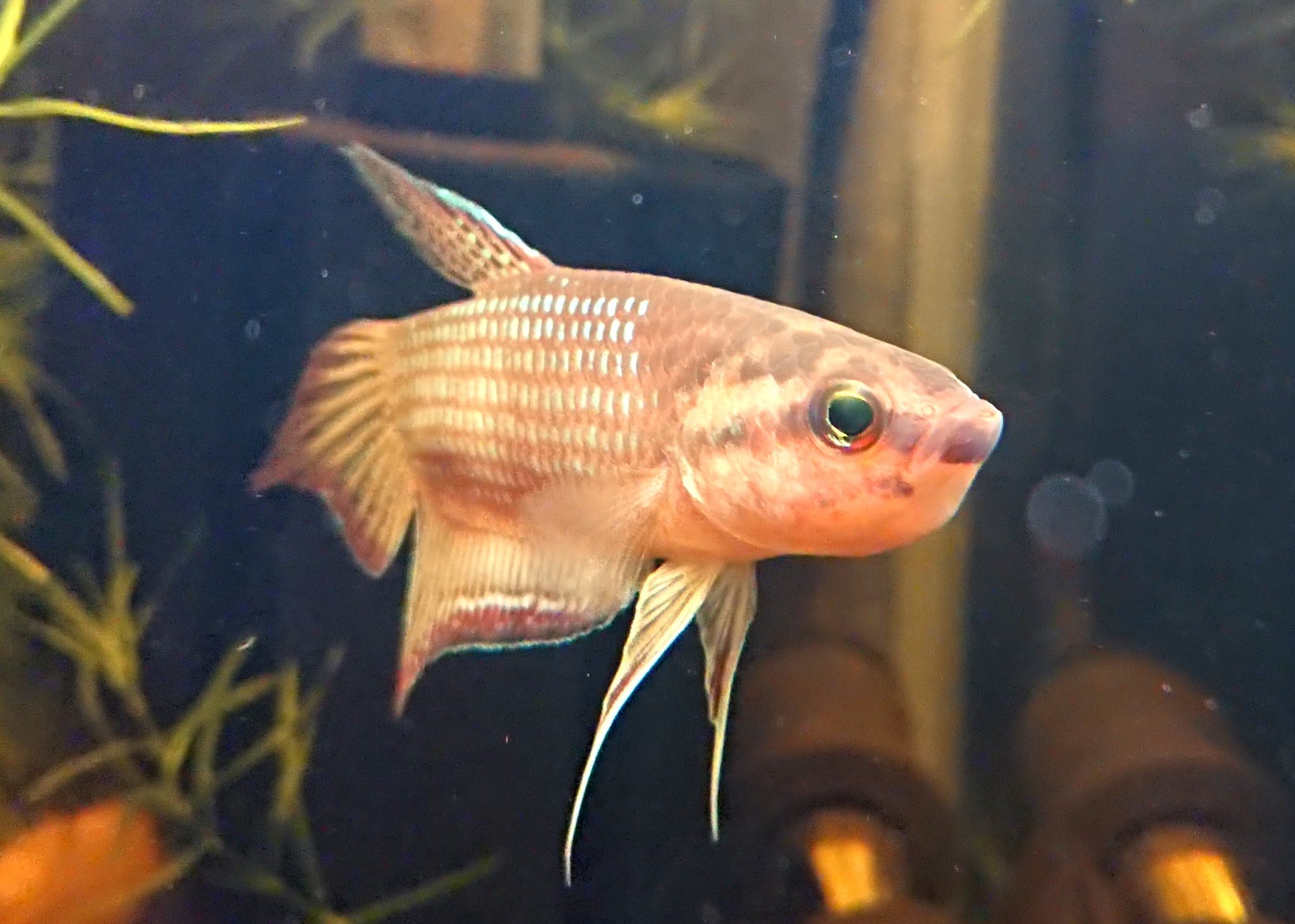 Caprojeto Betta Obscura なんと バルンガに続きオブスクラも咥えました こちらも上手く孵化までいくかはわかりませんが 相性の良いペアなので大丈夫かなとは マウスブルーダー系ワイルド ベタの繁殖のコツ かなり理解が出来てきた感触はあります
