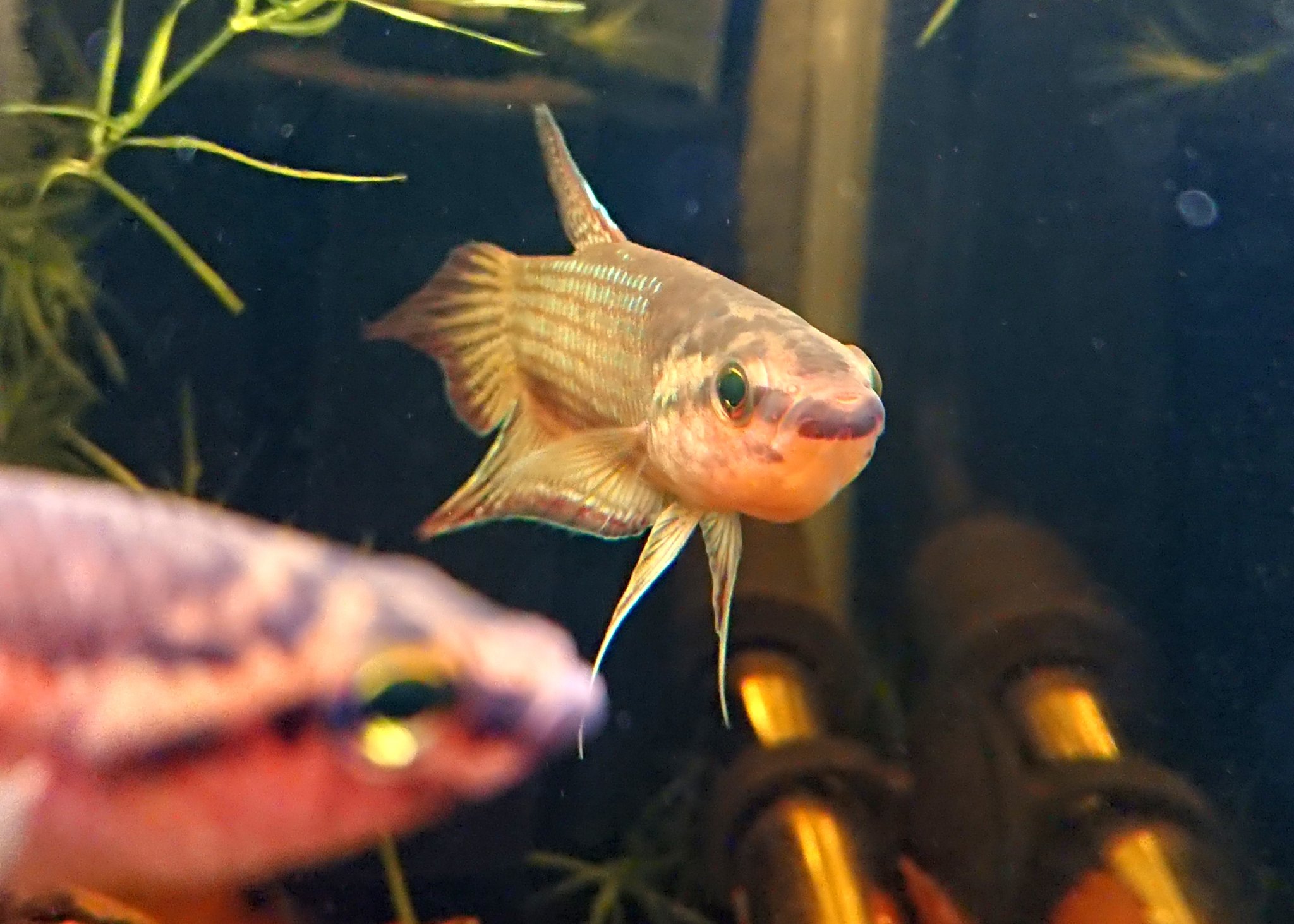 Caprojeto Betta Obscura なんと バルンガに続きオブスクラも咥えました こちらも上手く孵化までいくかはわかりませんが 相性の良いペアなので大丈夫かなとは マウスブルーダー系ワイルド ベタの繁殖のコツ かなり理解が出来てきた感触はあります
