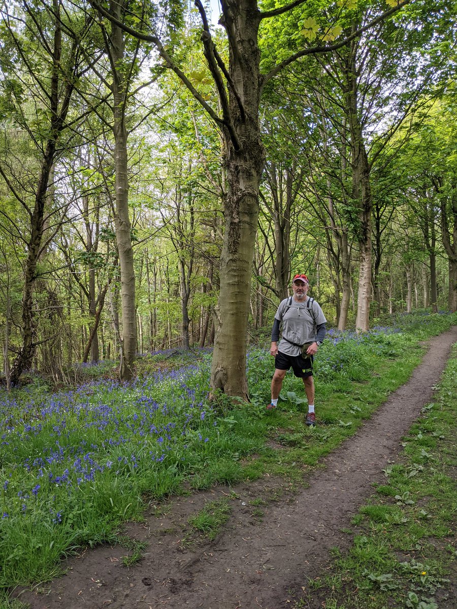 HarvandBets's tweet photo. @HampdenThompson I see your Sussex bluebells and raise you Yorkshire bluebells https://t.co/szxaDFNrYW