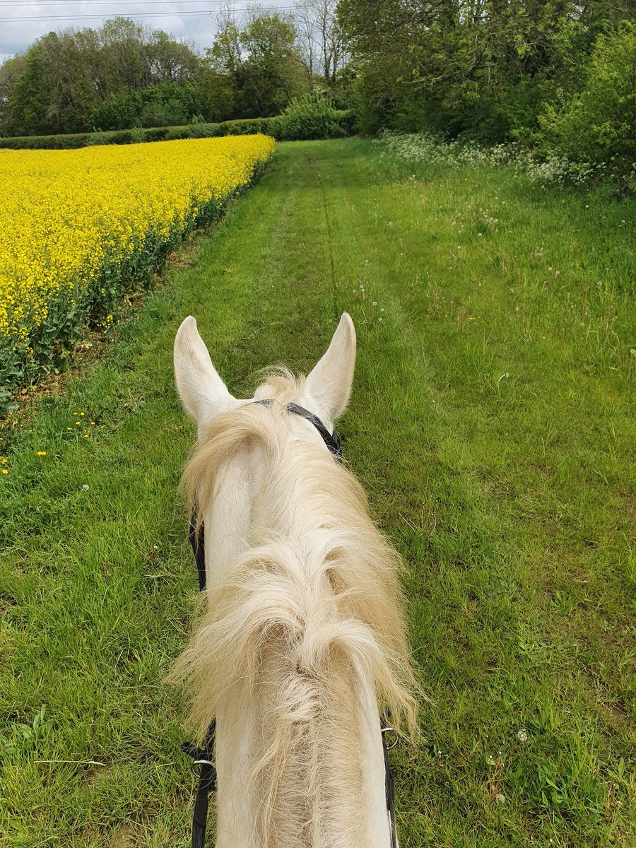 CelliaHarvey's tweet photo. Went on my first solo hack on the lout today. 3 months ago I had terrible hacking anxiety but I put my big girl pants on and did it. https://t.co/l9USjpurmv