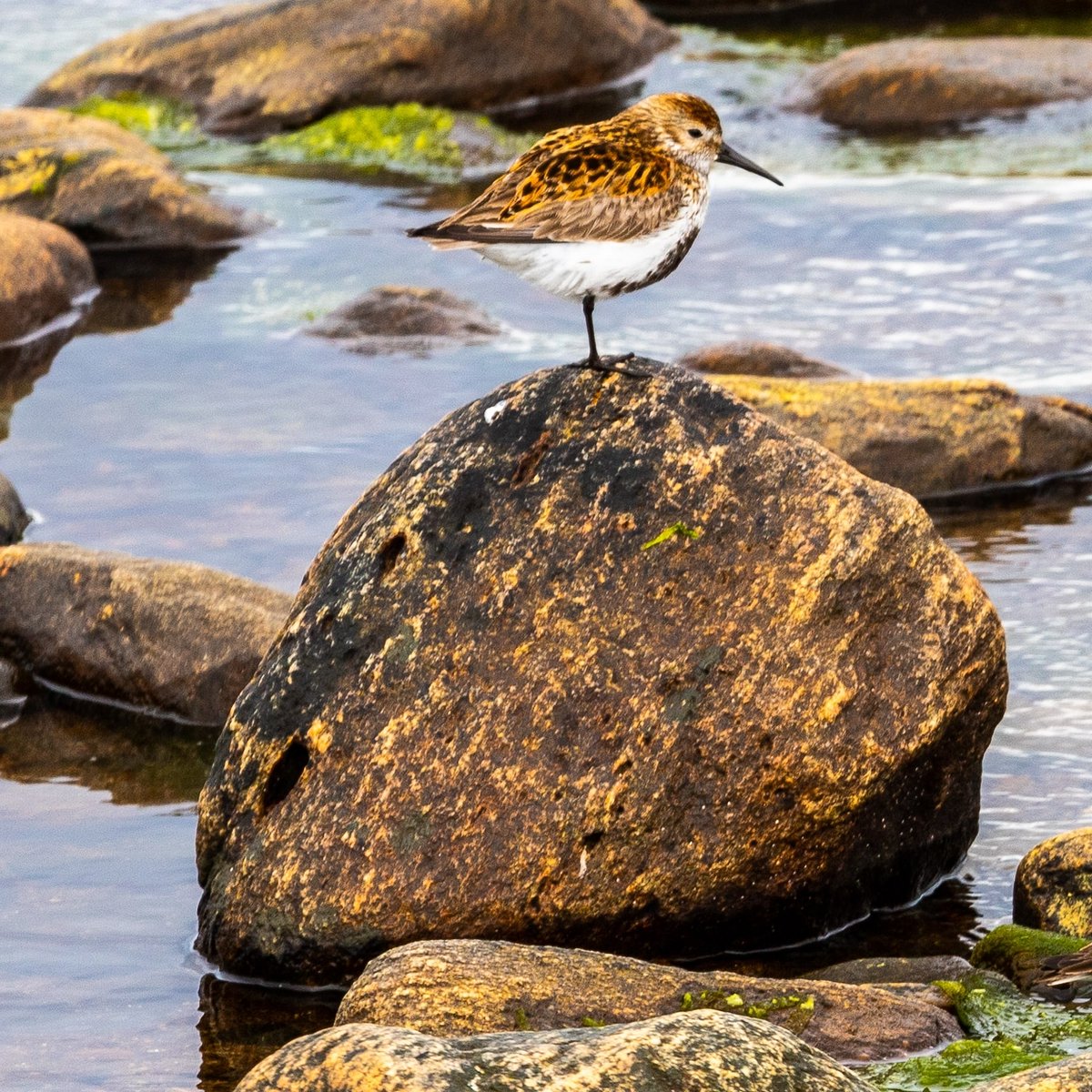 BECoS-MDX tweet media