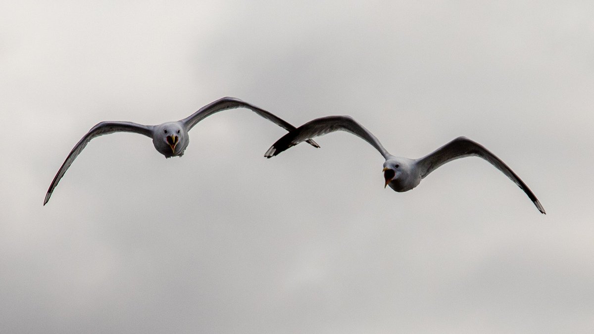 BECoS-MDX tweet media