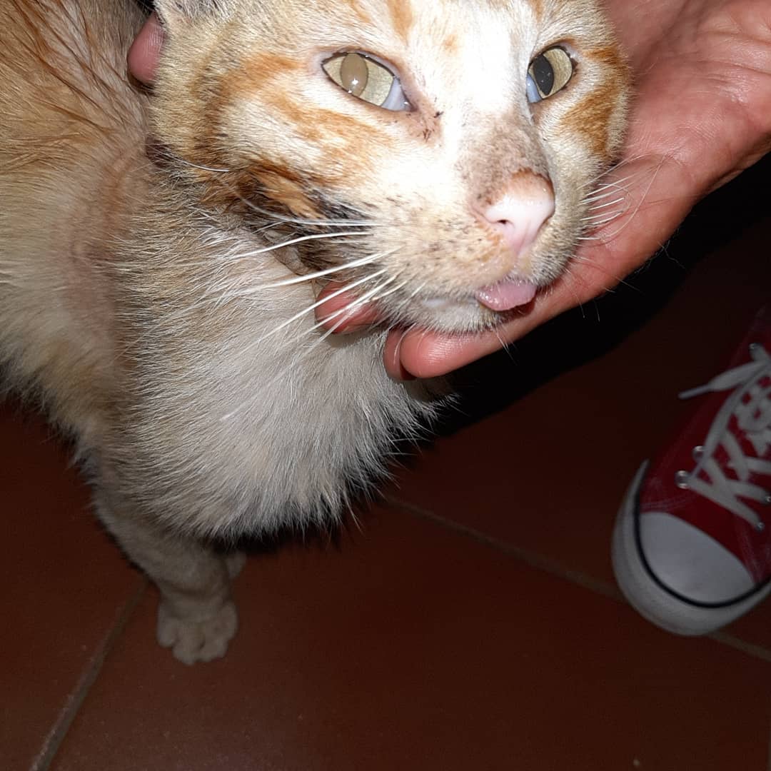 PBAT / Plataforma Bienestar Animal Tacoronte tweet media