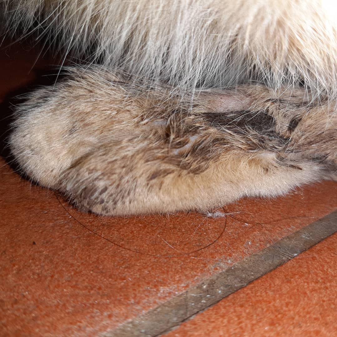 PBAT / Plataforma Bienestar Animal Tacoronte tweet media