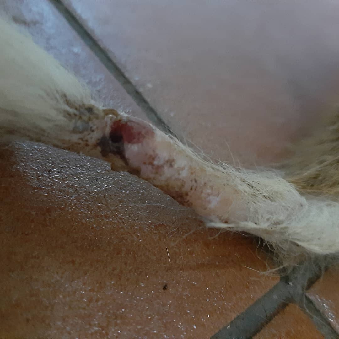 PBAT / Plataforma Bienestar Animal Tacoronte tweet media