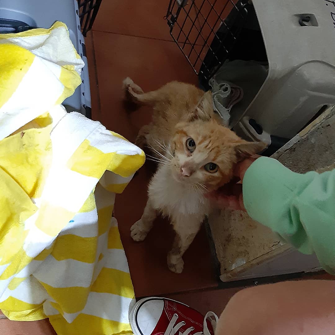 PBAT / Plataforma Bienestar Animal Tacoronte tweet media