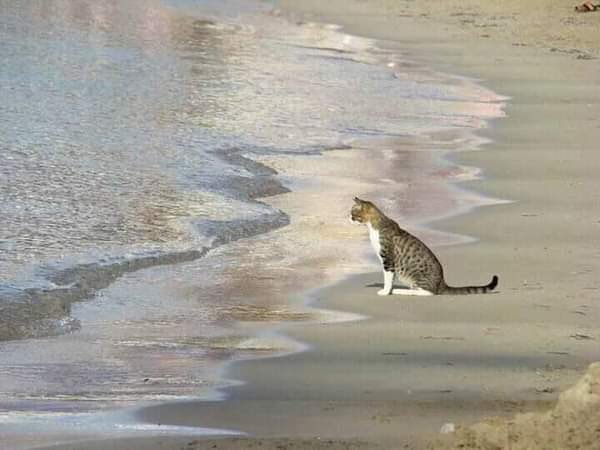 gelmiş diyor ki hayatında biri var mı... dostum benim bir hayatım yok...