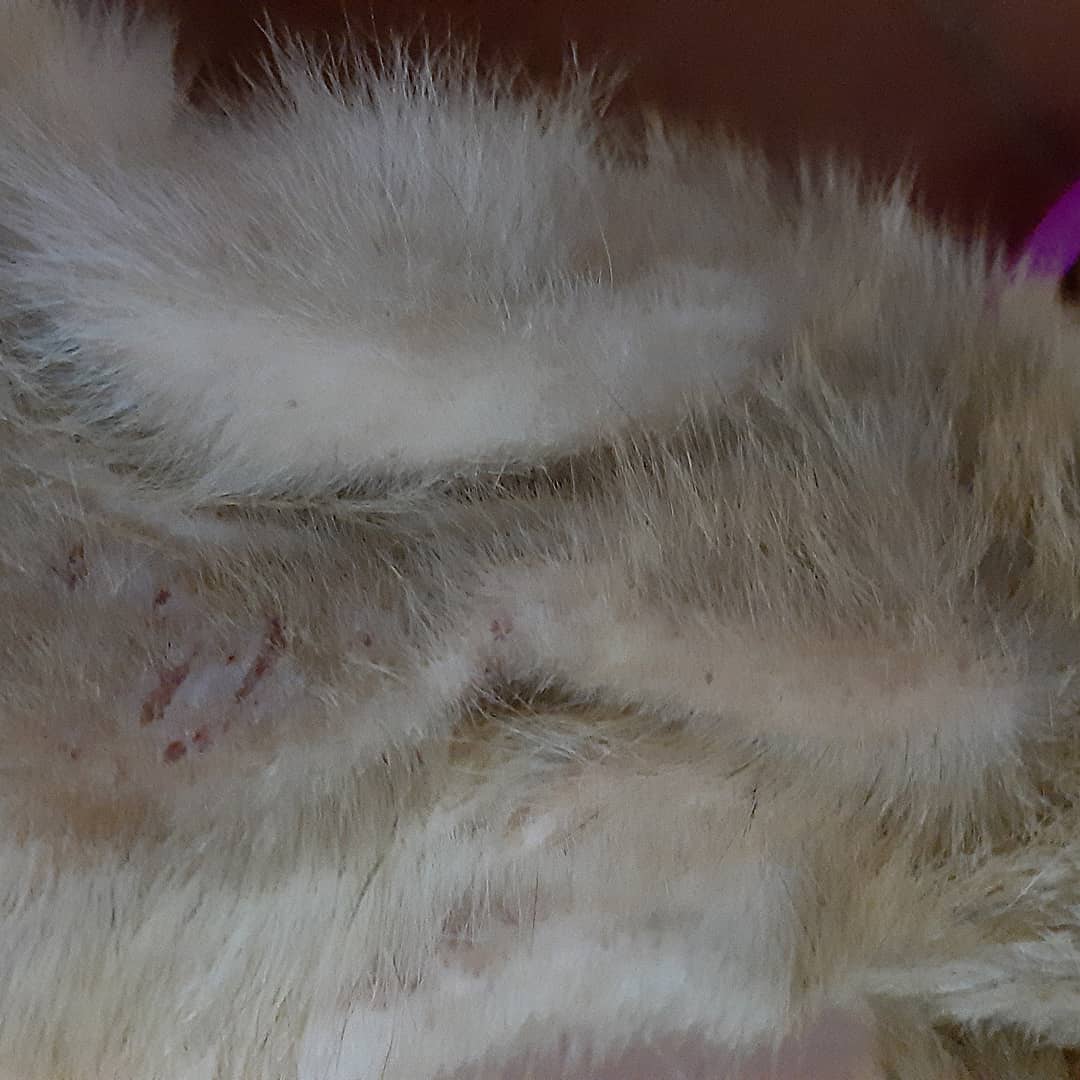 PBAT / Plataforma Bienestar Animal Tacoronte tweet media