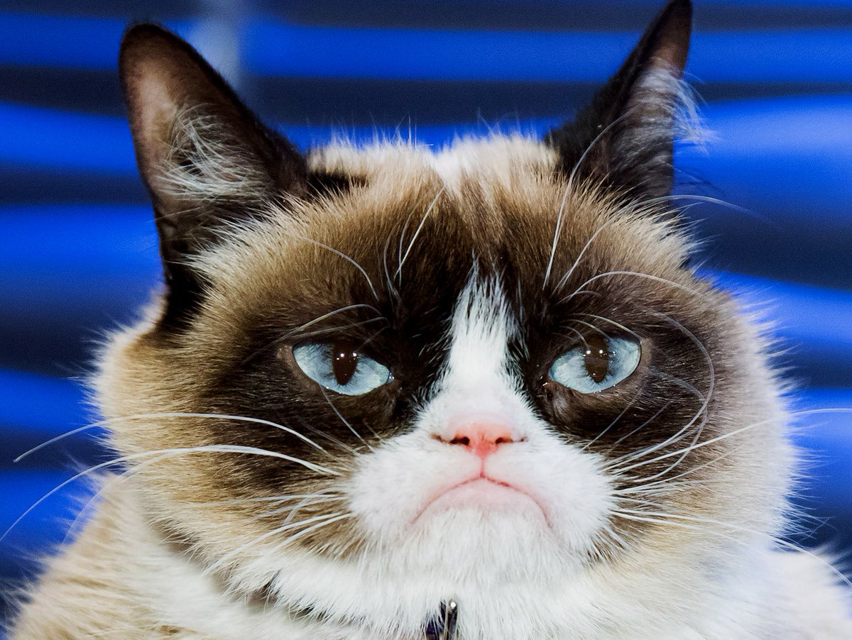 ServerlessC's tweet photo. Enjoy this cat picture! By @mavi888uy playing with #NoServerNovember https://t.co/sSIROglvmW
