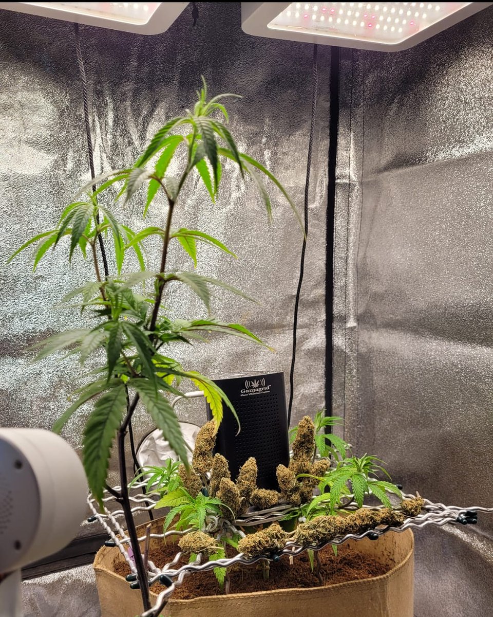 Ganjagrid's tweet photo. Model GG36W114 Ganjagrid Plant Vibration Trainer configured with #cured #northernlights #cannabonsai #passionfruit and #exmother #future1

#Mmemberville 
#growtents
#plantvibes
#stimulation
#Thigmopriming 
#Mechanostimulation 
#Thigmomorphogenesis https://t.co/JyxzU9cpGS