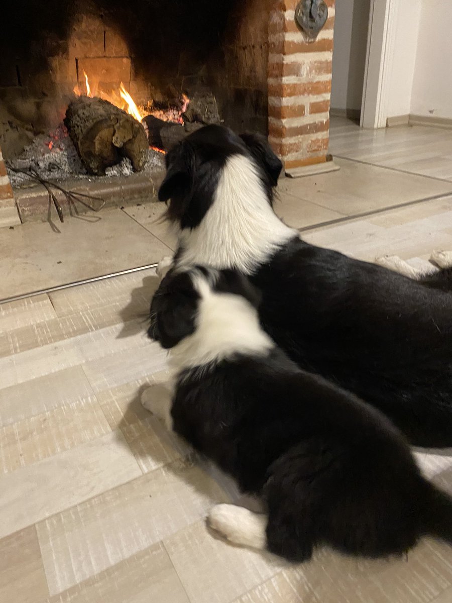 willyben66's tweet photo. @todonoticias #EsteFinde  que lindo esta el fueguito mami! Buen domingo para todos , India y Manchita! https://t.co/EpdWNhor7h