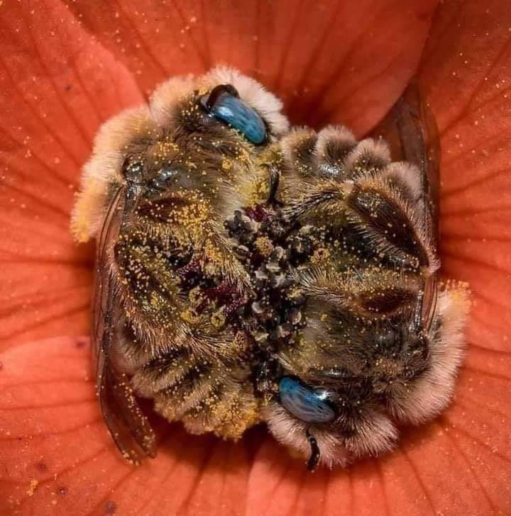 Proarbol_Col's tweet photo. Un par de abejas duermen en una flor.

Sabias que: Las abejas🐝 duermen de 5 a 6 horas al día y las abejas se agarran de las piernas mientras duermen. 

#ComunasVerdes https://t.co/gFldxyIx8v