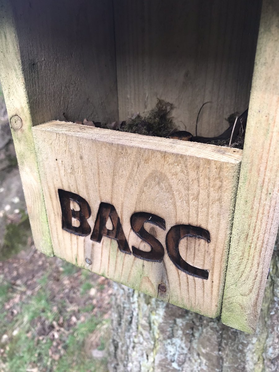 _Duncan_Thomas's tweet photo. Look carefully, Mrs Robin sat tight, I dare not get any closer. Some great occupancy rates being reported across our @BASCnews #bascbirdbox #basc #conservation #robin #wildlife https://t.co/sxrA3iOGCJ