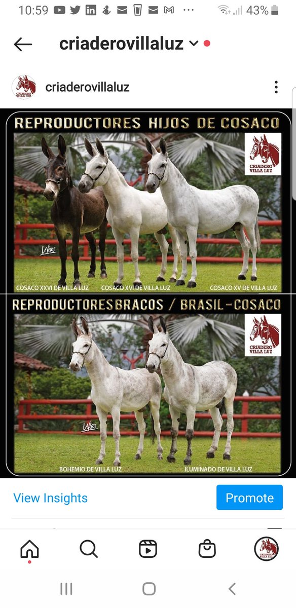 MulesAreMore's tweet photo. Reproductores al Servicio de la yeguada Nacional! Bracos. 50%Brasil 50 %Cosaco. @criaderovillaluz https://t.co/vOf8W30HAi
