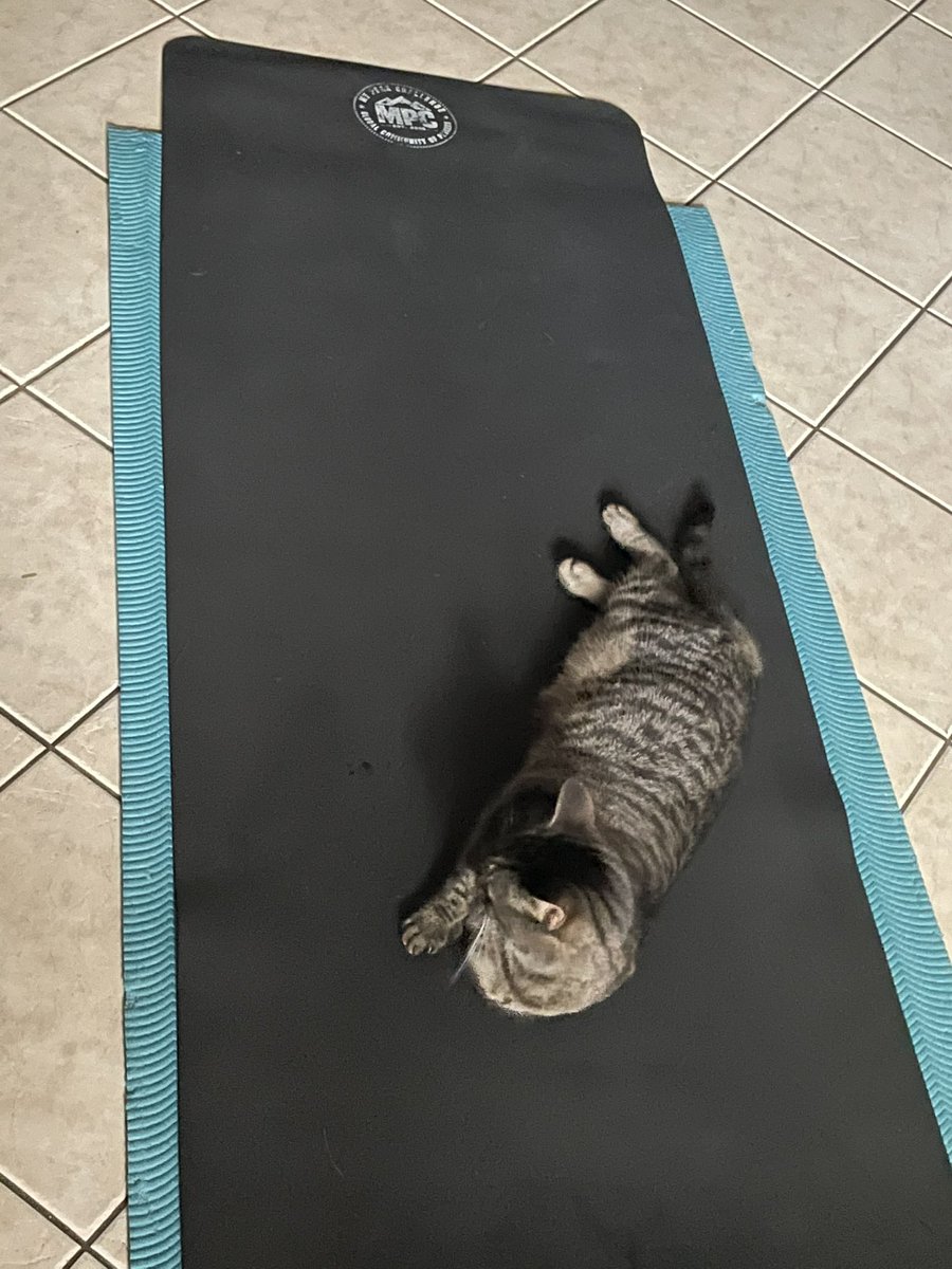 MirandavanDam4's tweet photo. What an amazing Gala MPC workout!! And since coaches Sam &amp; Valbo teamed up, I tried to team up with my cat. But she wasn’t having it... she waits for the yoga, she said 🙀😹 https://t.co/oGzlpMnjLC