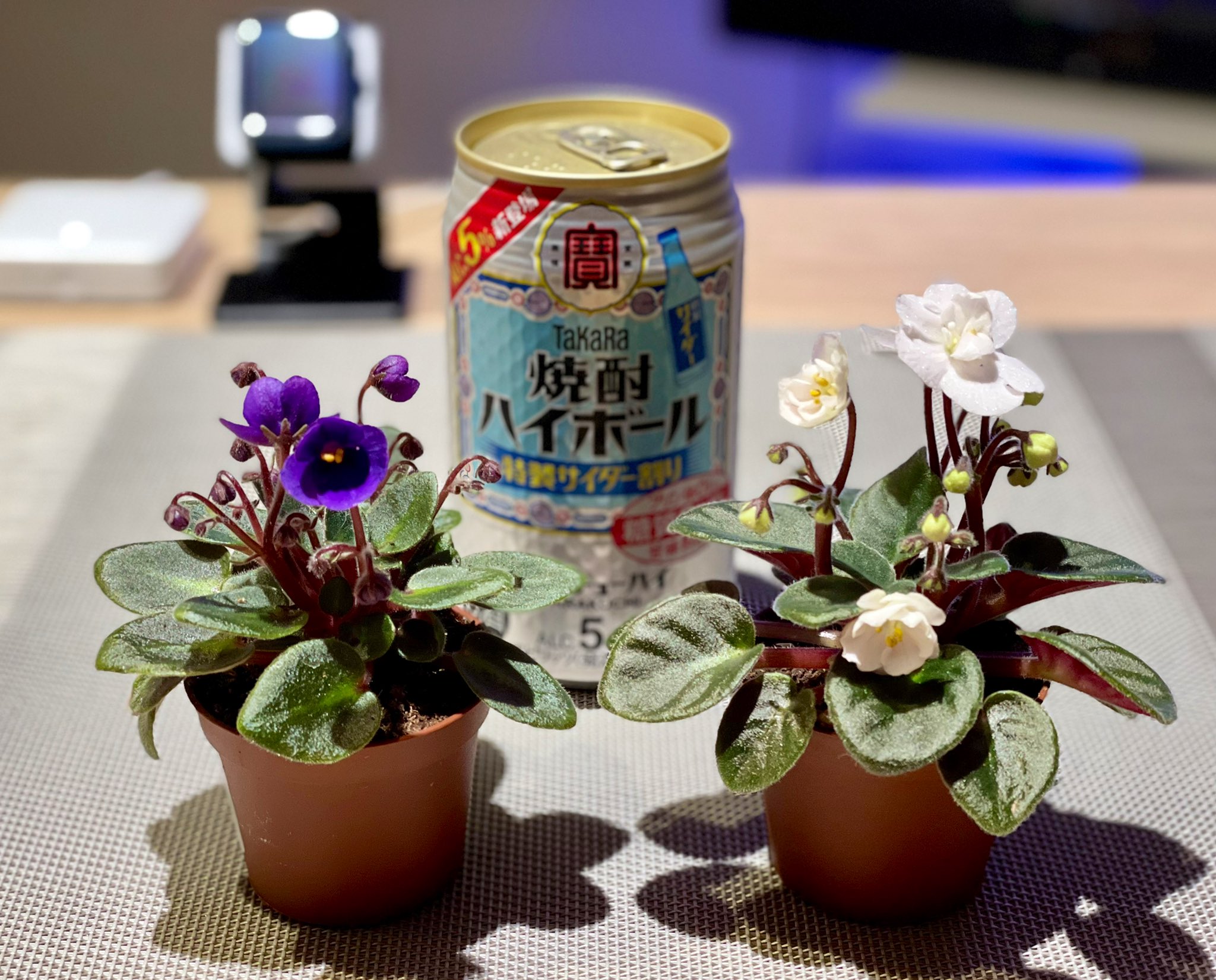 多花幸 ジントニックおじさんrx 本日の衝動買い セントポーリア ミニ 198円 税込 カインズホーム本庄早稲田店で ゲットです 植物も一期一会 セントポーリア 室内園芸 T Co Ubdkne5xvu